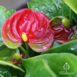 Anthurium Success Red -NatureNest Shop success red img 5801