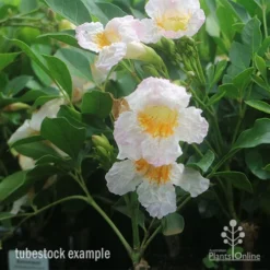 Radermachera Summerscent 4 Radermachera Summerscent -NatureNest Shop summerscent tubestock flowering