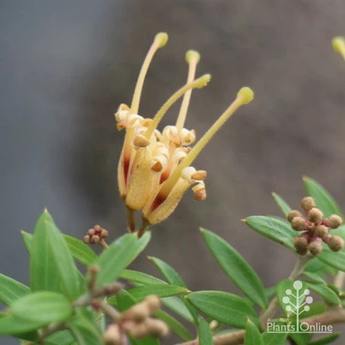 Grevillea Sunkissed 2 Grevillea Sunkissed - Image 2
