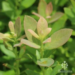 Blueberry Sunshine Blue -NatureNest Shop sunshine blue foliage