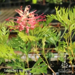 Grevillea Superb -NatureNest Shop superb tube