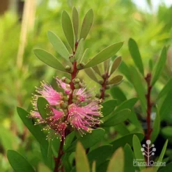 Callistemon Sweet Burst 24 Callistemon Sweet Burst -NatureNest Shop sweet burst buds