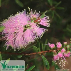 Callistemon Sweet Burst 19 Callistemon Sweet Burst -NatureNest Shop sweetburst flower