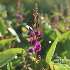 Hardenbergia Sweetheart - Purple Coral Pea -NatureNest Shop sweetheart hardenbergia flower