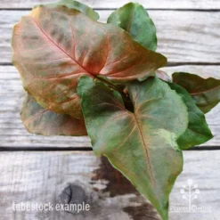 Syngonium Maria - Goosefoot Plant -NatureNest Shop syngonium maria leaf 2