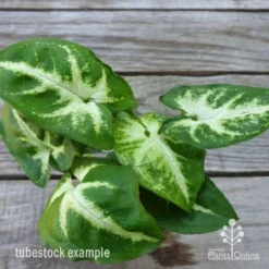 Syngonium White Butterfly - Goosefoot, Arrowhead 10 Syngonium White Butterfly - Goosefoot, Arrowhead -NatureNest Shop syngonium white butterfly leaf 1