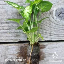 Syngonium White Butterfly - Goosefoot, Arrowhead 15 Syngonium White Butterfly - Goosefoot, Arrowhead -NatureNest Shop syngonium white butterfly plug 1