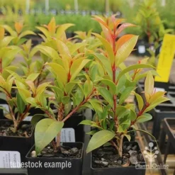 Syzygium Bush Christmas - Lilly Pilly -NatureNest Shop syzygium bush christmas tubestock plants