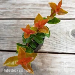 Syzygium Orange Twist - Lilly Pilly -NatureNest Shop syzygium orange twist