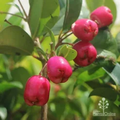 Syzygium Resilience - Lilly Pilly -NatureNest Shop syzygium resilience berries