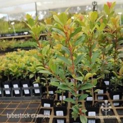 Syzygium Resilience - Lilly Pilly -NatureNest Shop syzygium resilience tubestock tall