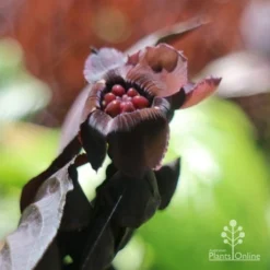Bat Plant - Tacca -NatureNest Shop tacca flower closeup