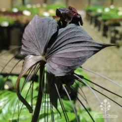 Bat Plant - Tacca -NatureNest Shop tacca in nursery back