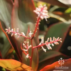 Cordyline Fruticosa Tangelo -NatureNest Shop tangelo cordyline flower