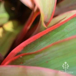 Cordyline Fruticosa Tangelo -NatureNest Shop tangelo leaf close