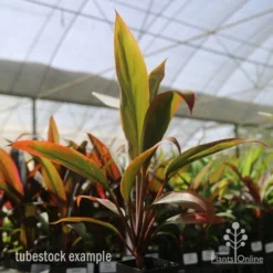 Cordyline Fruticosa Tangelo -NatureNest Shop tangelo tube in nursery