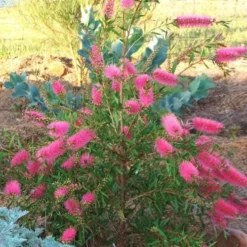 Callistemon Taree Pink 11 Callistemon Taree Pink -NatureNest Shop taree pink 500