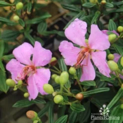 Tibouchina Chameleon 14 Tibouchina Chameleon -NatureNest Shop tib chameleon flowers 500 1