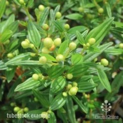 Tibouchina Chameleon 20 Tibouchina Chameleon -NatureNest Shop tib chameleon leaf 500 1