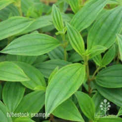 Tibouchina Illusion -NatureNest Shop tib illusion leaf 500 1