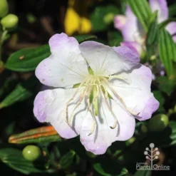 Tibouchina Chameleon 17 Tibouchina Chameleon -NatureNest Shop tibouchina chameleon close
