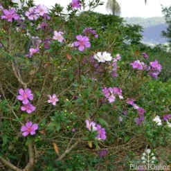 Tibouchina Chameleon 16 Tibouchina Chameleon -NatureNest Shop tibouchina chameleon 2