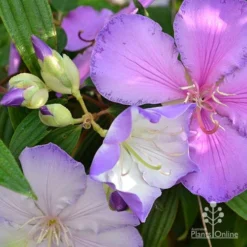 Tibouchina Illusion -NatureNest Shop tibouchina illusion three colours