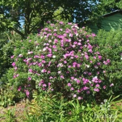 Tibouchina Chameleon 18 Tibouchina Chameleon -NatureNest Shop tibouchina mutable