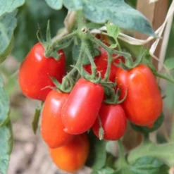 Garden Plants Sales Store 36 Tomato Roma - Seed