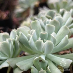 Echeveria Topsy Turvy - Succulent -NatureNest Shop topsy echeveria