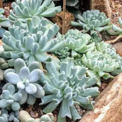 Echeveria Topsy Turvy - Succulent -NatureNest Shop topsy turvy planted 2