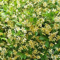 Trachelospermum Yellow Star - Star Jasmine 18 Trachelospermum Yellow Star - Star Jasmine -NatureNest Shop trachelospermum yellow star carpet flowering