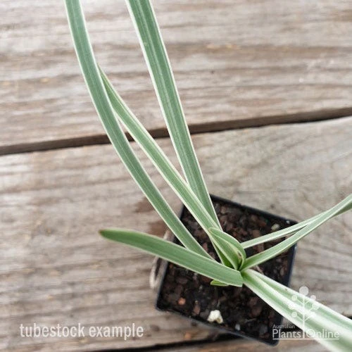 Tulbaghia Variegated - Society Garlic 6 Tulbaghia Variegated - Society Garlic - Image 6