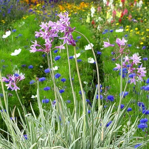 Tulbaghia Variegated - Society Garlic 1 Tulbaghia Variegated - Society Garlic