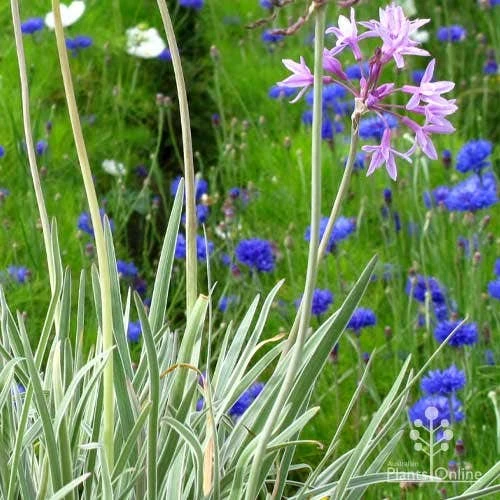 Tulbaghia Variegated - Society Garlic 11 Tulbaghia Variegated - Society Garlic - Image 11