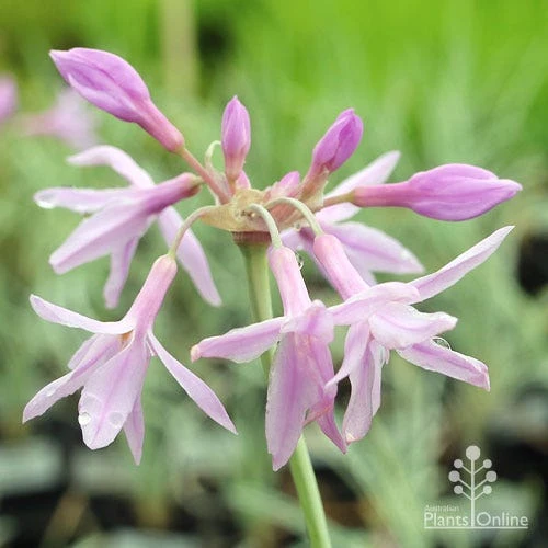 Tulbaghia Variegated - Society Garlic 3 Tulbaghia Variegated - Society Garlic - Image 3