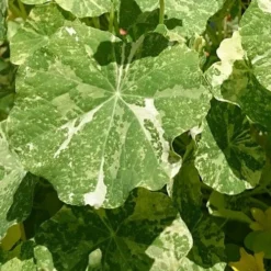 Nasturtium Alaska Salmon Variegated - Seed 5 Nasturtium Alaska Salmon Variegated - Seed -NatureNest Shop variegated nasturtiums leaf