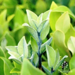 Metrosideros Velvet Sky - NZ Christmas Bush -NatureNest Shop velvet sky blue stems 1