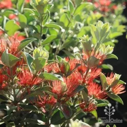 Metrosideros Velvet Sky - NZ Christmas Bush -NatureNest Shop velvet sky flowering