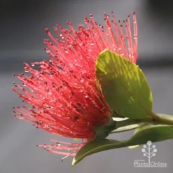 Metrosideros Velvet Sky - NZ Christmas Bush -NatureNest Shop velvet sky metrosideros flower close