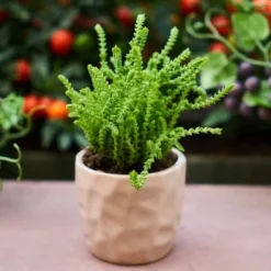 Crassula - Watchchain, Rat Tail Succulent