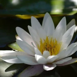 Water Lily Hermine - 1 Bulb 6 Water Lily Hermine - 1 Bulb -NatureNest Shop water lily shade