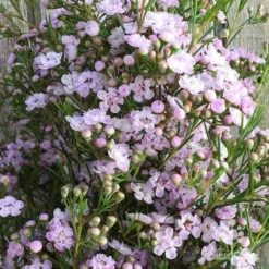 Chamelaucium Dancing Queen - Waxflower 16 Chamelaucium Dancing Queen - Waxflower -NatureNest Shop wax dancing queen pg