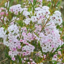 Chamelaucium Dancing Queen - Waxflower 15 Chamelaucium Dancing Queen - Waxflower -NatureNest Shop waxflower dancing queen