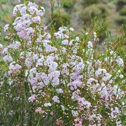 Chamelaucium Dancing Queen - Waxflower 18 Chamelaucium Dancing Queen - Waxflower -NatureNest Shop waxflower dancing queen bush