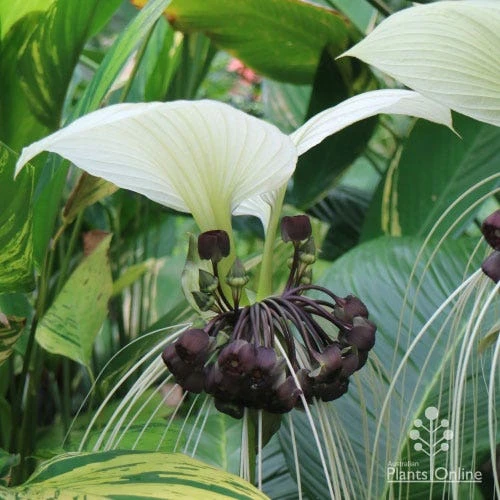 Bat Plant White - Tacca 2 Bat Plant White - Tacca - Image 2