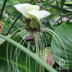 Bat Plant White - Tacca 7 Bat Plant White - Tacca -NatureNest Shop white bat side cairns