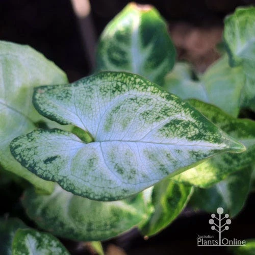 Syngonium White Butterfly - Goosefoot, Arrowhead 5 Syngonium White Butterfly - Goosefoot, Arrowhead - Image 5