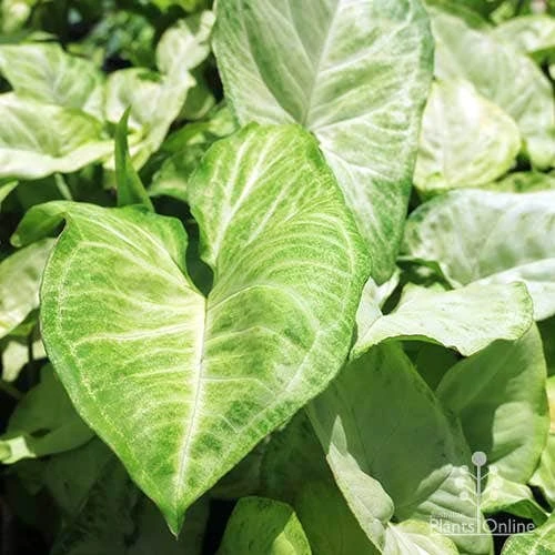 Syngonium White Butterfly - Goosefoot, Arrowhead 6 Syngonium White Butterfly - Goosefoot, Arrowhead - Image 6
