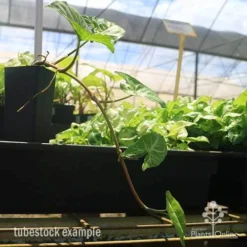 Syngonium White Butterfly - Goosefoot, Arrowhead 14 Syngonium White Butterfly - Goosefoot, Arrowhead -NatureNest Shop white butterfly trailing tubestock